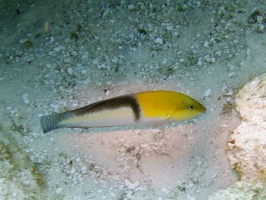 Yellowhead Wrasse IMG 9340